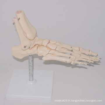 Enseignement médical Types de squelettes de pied humain Modèle (R020920)